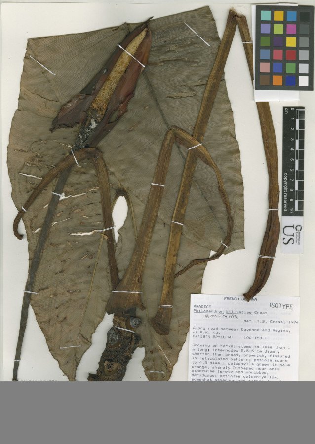 Philodendron Billietiae Croat C.22