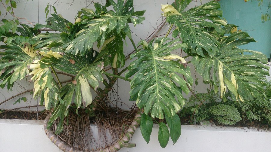 Philodendron Monstera Albo Variegata