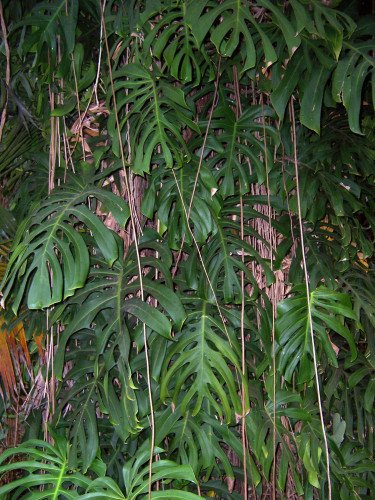 Philodendron Monstera Deliciosa C.26