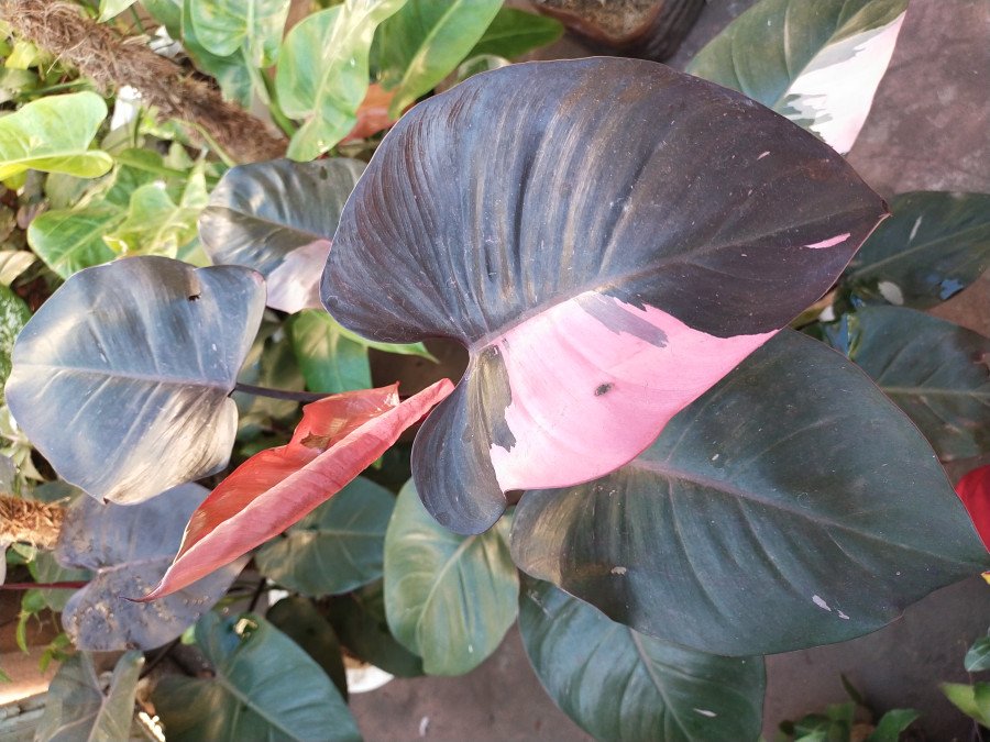 Philodendron Pink Princess