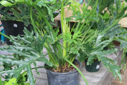 Philodendron Selloum Hope