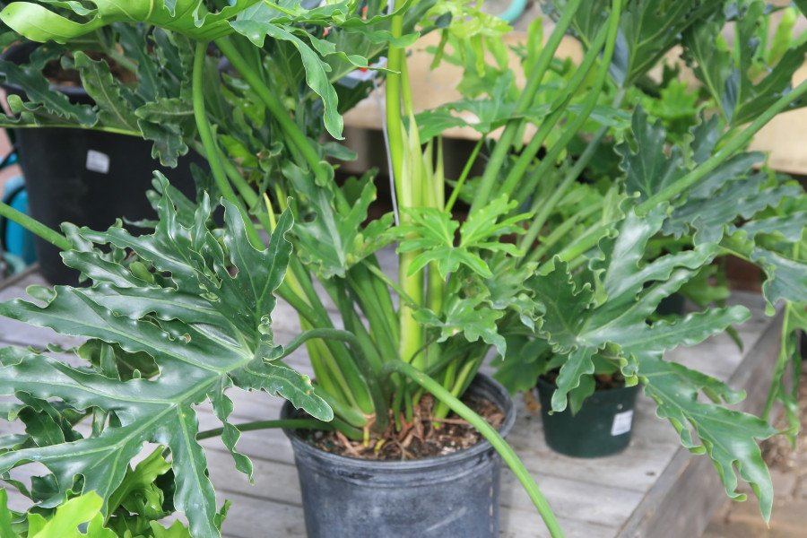 Philodendron Selloum Hope