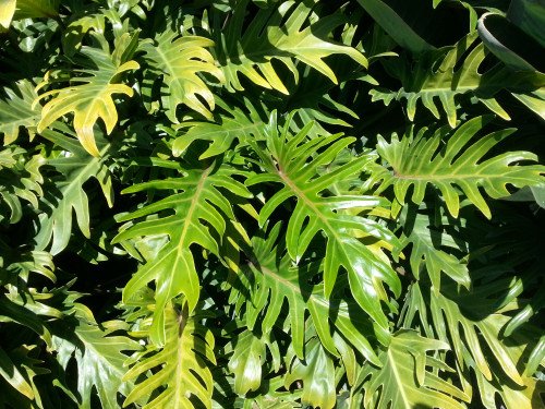 Philodendron Xanadu C.16
