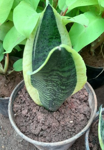 Sansevieria Black Gold C.16