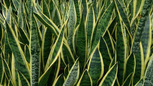Sansevieria Trifasciata Laurentii C.9