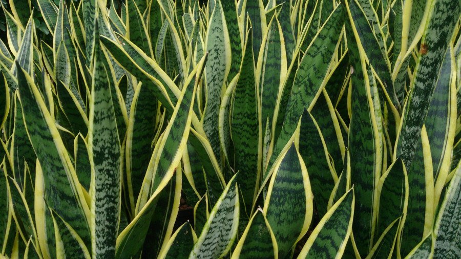 Pot Sansevieria