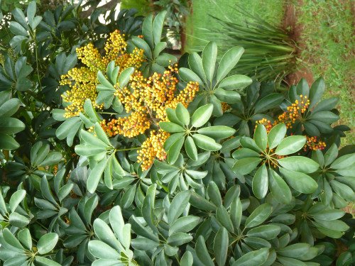 Schefflera Amate