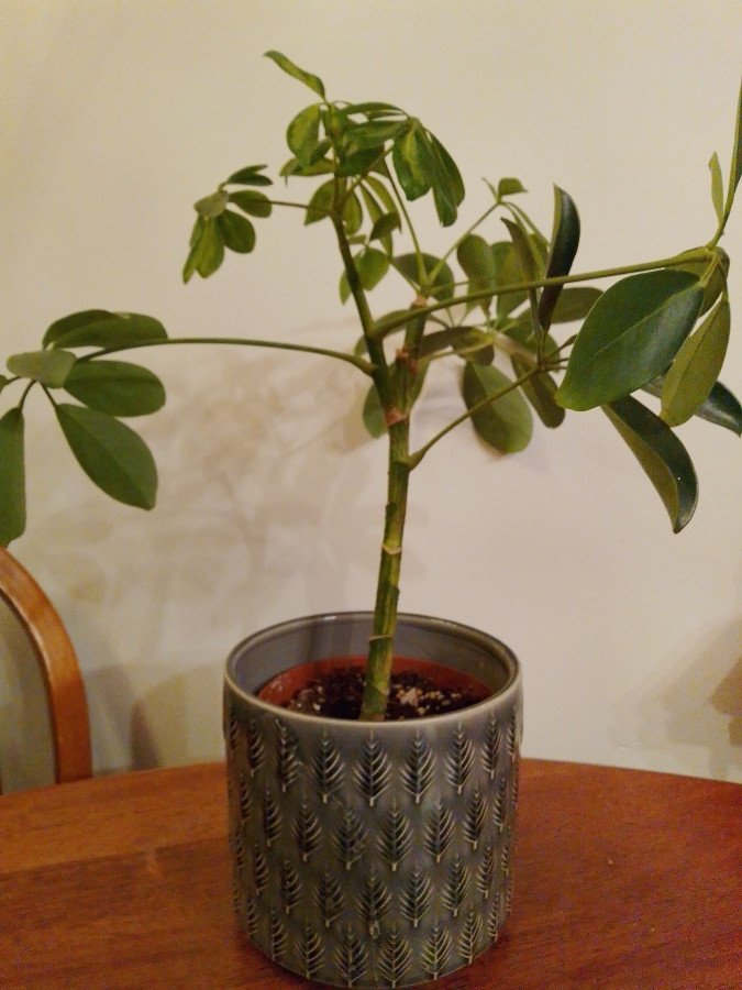 Schefflera Gold Capella C.22
