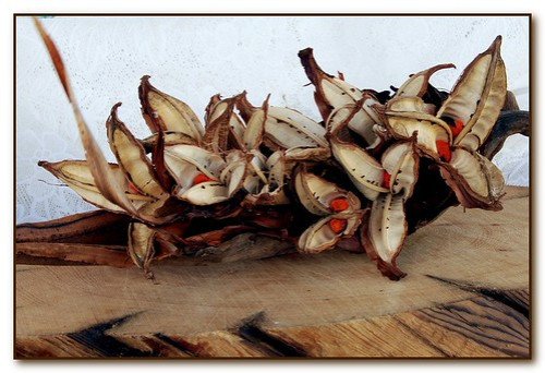 Strelitzia C.22